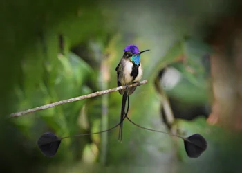 El Exótico Colibrí de Cola de Espátula: El Ave Más Hermosa del Mundo y Tesoro de los Andes Peruanos