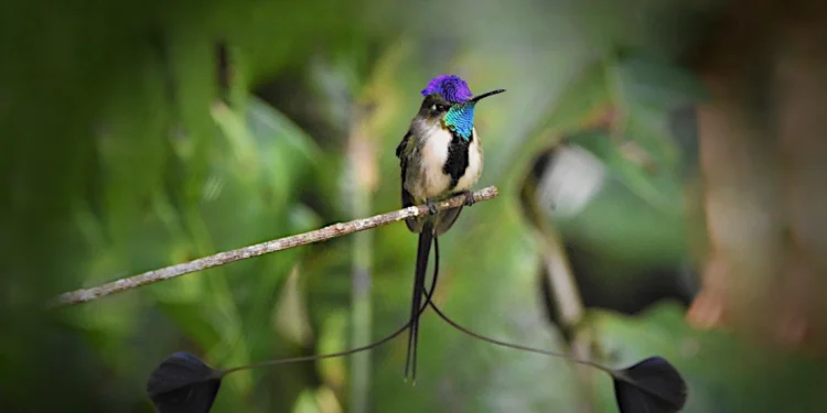 El Exótico Colibrí de Cola de Espátula: El Ave Más Hermosa del Mundo y Tesoro de los Andes Peruanos