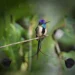 El Exótico Colibrí de Cola de Espátula: El Ave Más Hermosa del Mundo y Tesoro de los Andes Peruanos