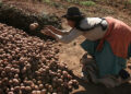 The Potato: The Peruvian Treasure that Transformed the World
