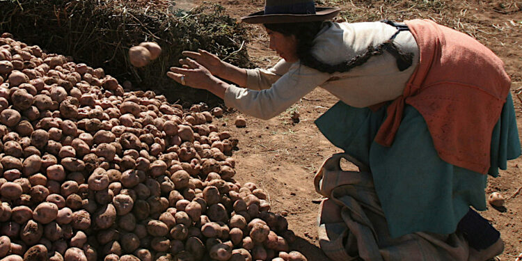 The Potato: The Peruvian Treasure that Transformed the World