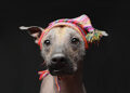 The Fascinating Peruvian Hairless Dog: One of the Most Exotic and Ancient Breeds in the World