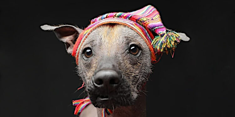 The Fascinating Peruvian Hairless Dog: One of the Most Exotic and Ancient Breeds in the World