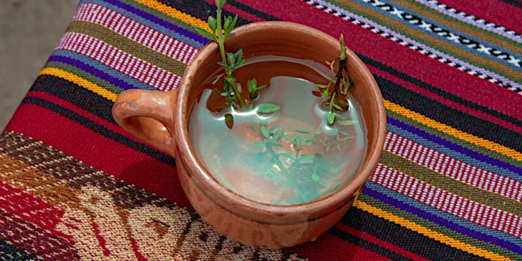 5 Plantas Medicinales de los Andes Peruanos que Transformarán tu Salud: Propiedades Comprobadas por la Ciencia