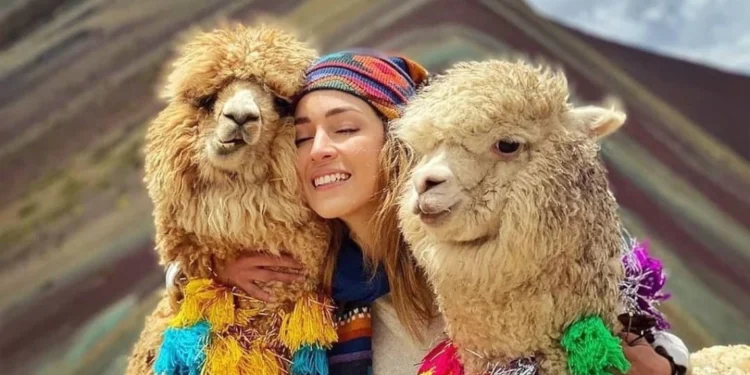 Los Camélidos Andinos: Los Guardianes de los Andes Peruanos