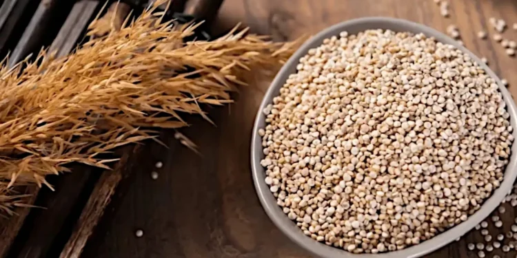 Quinua: El Grano de Oro de los Andes que Conquistó el Mundo