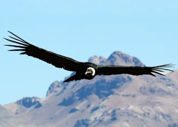El Cóndor Andino: El Majestuoso Guardián de los Andes