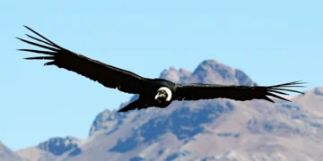 The Andean Condor: Majestic Guardian of the Andes