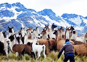 Alpacas, Llamas, Vicuñas, and Guanacos: Discover the Differences Among These Ancestral Beings of the Andes