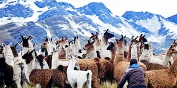 Alpaca’s, Lama’s, Vicuña’s en Guanaco’s: Ontdek de Verschillen tussen deze Ancestrale Wezens van de Andes