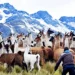 Alpacas, Llamas, Vicuñas y Guanacos: Descubre las Diferencias de Estos Seres Ancestrales de los Andes