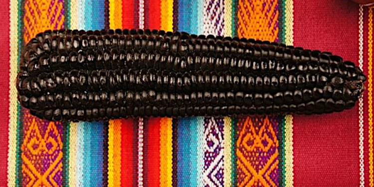 Maíz Morado: El Oro Púrpura de los Andes y su Fascinante Historia