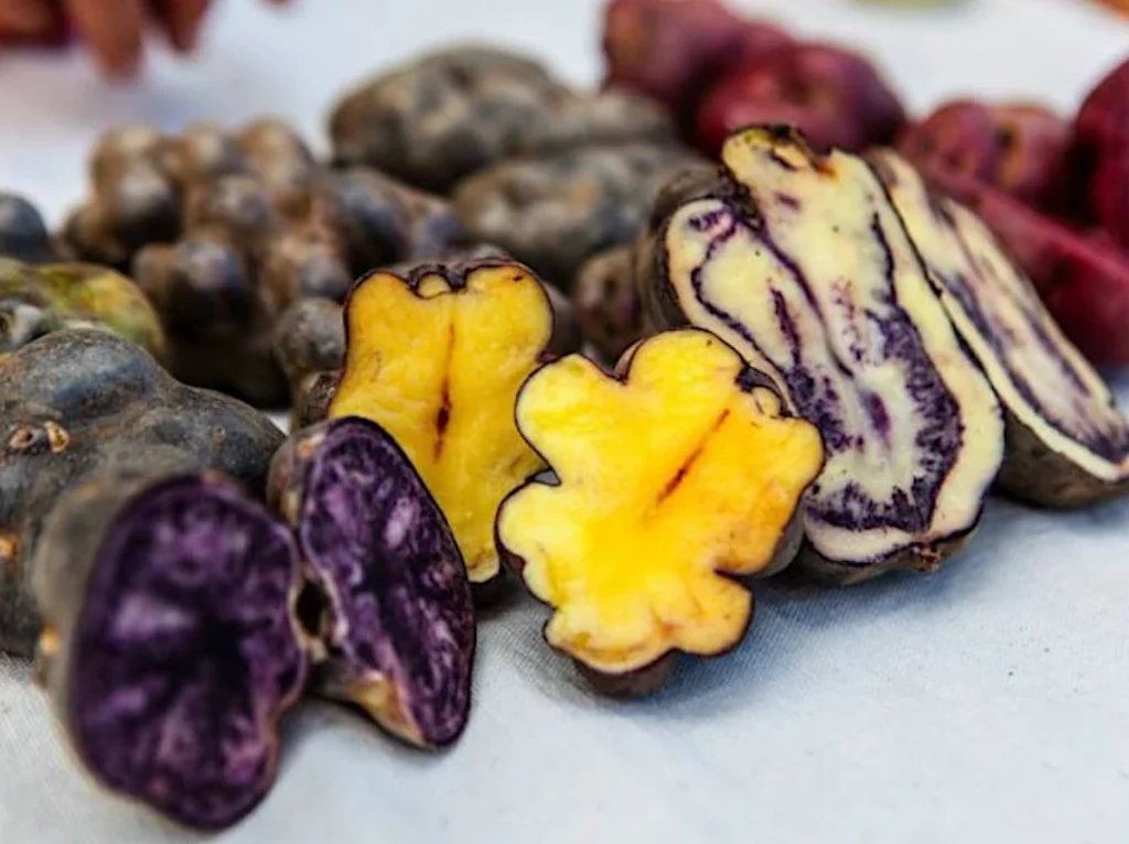 Kleurrijke Peruaanse aardappelen op een markt