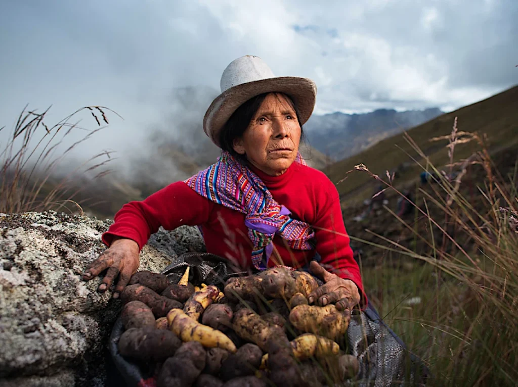 Verschillende soorten Peruaanse aardappelen