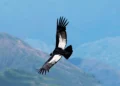 El vuelo del cóndor: cómo logra surcar los cielos sin batir las alas