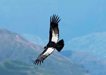 El vuelo del cóndor: cómo logra surcar los cielos sin batir las alas