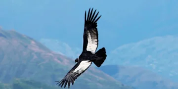 El vuelo del cóndor: cómo logra surcar los cielos sin batir las alas