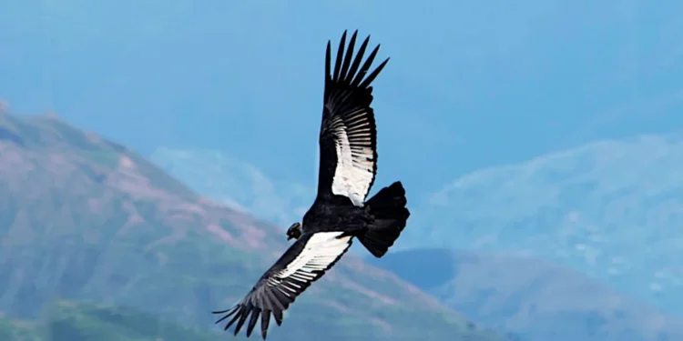 El vuelo del cóndor: cómo logra surcar los cielos sin batir las alas