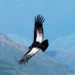 El vuelo del cóndor: cómo logra surcar los cielos sin batir las alas