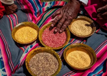Origen y cultivo de la quinua en los Andes peruanos.