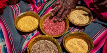 Origen y cultivo de la quinua en los Andes peruanos.