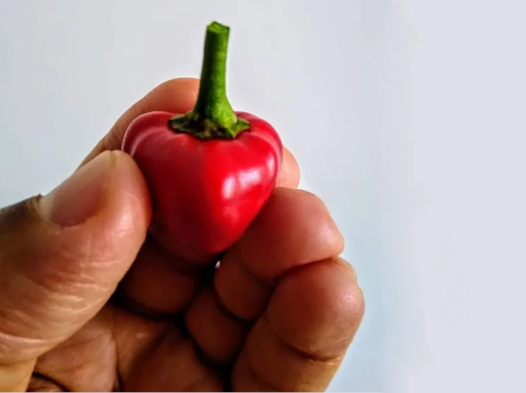 Een ají cerezo vastgehouden in de hand.
